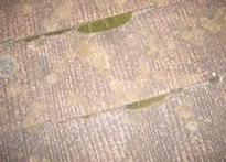 �����̒�����̃R�P������